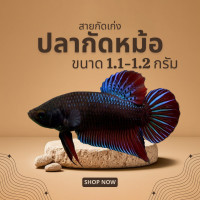 ราคา ปลากัดหม้อ อาหารปลากัด ขนาด 1 1 1 2 กรัม สายกัด กัดเก่ง ใช้พ่อพันธุ์ท็อปตาราง ชนะพันธุ์ดี (24803444462)