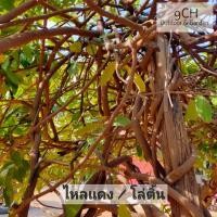 ราคา กิ่งสด หางไหลแดง โล่ติ้น สำหรับเพาะชำ (21541941403)