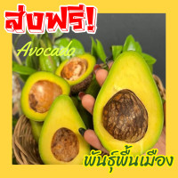 ราคา พร้อมส่ง 1KG อโวคาโด้ avocado อโวคาโด อโวคาโด้ อโวคาโด้สด อโวคาโดสด สดจากไร่ อโวคาโด้ พื้นเมือง อะโวคาโด อะโวคาโด้ อะโวคาโดสด อะโวคาโด้สด เหนียวมันอร่อยมาก อโวคาโดส่งฟรี อโวคาโด้ส่งฟรี เก็บจากสวนทุกว 