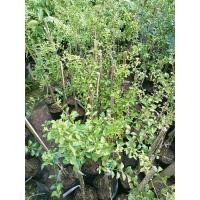 ราคา ต้นมะนาวคาเวียร์ 4 สี มะนาวนิ้วมือ เสียบยอด ม่วงแดง ไบร่อนซัน ม่วง คาเวียร์โรส ชมพู พิ้งเพิล เหลือง เยลโล่ มะนาวเนื้อเป็นเม็ด ๆ คล้ายถุงน้ำ หรือไข่ปลาชื่อดัง (18075358813)