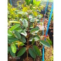 ราคา ชะนีไข่ ต้นทุเรียนเสียบยอดพันธุ์ชะนีไข่แท้ ต้นสูง 50 70 เซน (10290394790)