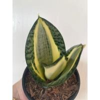 ราคา ลิ้นมังกรเจดีย์สีเหลืองขอบเขียว ทรงสูงซ้อนเป็นเจดีย์ ไม้มงคล (16851324316)