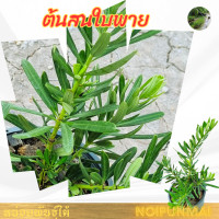 ราคา ต้นสนใบพาย กระถาง 6 นิ้ว (15049994034)