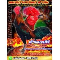 ราคา ไข่ไก่ชนพม่าตีเชิงสายเลือดโกเซ้ม100 แสนคีรี เกิดจาก มนต์ดำ ค่าตัว 5 ล้านบาท แม่พันธุ์เบอร์ 1 โกวเซ้มฟาร์ม ค่าตัว 1 5 ล้านบาท แม่แท้เจ้ารอนนี่ ราคาฟองละ120 พิเศษช่วงโปรซื้อ3แถม1 ซื้อ5แถม2 (10301133403)
