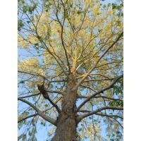 ราคา ต้นพยอม ดอกหอมดอกสวยไม้สวยเนื้อดี ชุด2ต้น หอมกลิ่นเกสรเกสรดอกพยอม พี่นี้รักแม่สาวคำดวนอิอิ เมื่อดอกพยอมบานสะพรั่งคุณก็จะได้สดชื่นถึงกลิ่นและความสวยงามของเขาเป็นสัญญาณเตือนว่าน่าร้อนกำลังจะมาถึง พยอมปล