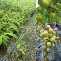 ราคา ต้น มะขามป้อมยักษ์ 35 40cm สายพันธุ์นอก ลูกใหญ่ยักษ์ ให้ผลดก เริ่มปลูกแค่1ปี ไวมากๆ (24883140399)