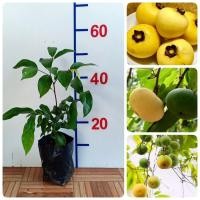 ราคา ต้นอินจัน อินจัน ต้นอิน ต้นจัน ชื่ออื่น จัน อิน จันอินจันโอ จันอิน จันลูกหอม จันท์ลูกหอม จันขาว ลูกจัน ลูกอิน จันอิน ลูกจันทน์ ลูกจันทร (24556503356)