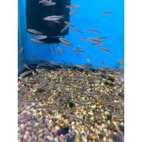 ราคา อุปกรณ์สำหรับทำความสะอาดตู้ปลา เล็บมือนางสองตัว 120 บาท (24590876302)