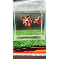 ราคา ปลากัดนีโม่กาแล็คซี่ เพศผู้ เมีย พร้อมรัด มีประกันการขนส่งปลา (24842666873)