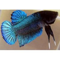 ราคา ชุดปลากัดหม้อ มาใหม่ ชุดเดิมพัน กัดกินเงิน พิเศษ คัดให้แจ่มๆ ของสายชอบลุย ปลาเก่ง ปลาโหด ปลากัดดุๆ (17684586256)