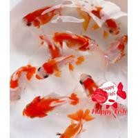 ราคา อาหารสำหรับปลา ปลาทองฮอลันดาสีซากุระ สีขาวแดง Size 1 5 2นิ้ว มีประกันสินค้า (24505079268)