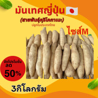 ราคา มันหวานญี่ปุ่น10กิโลกรัม มันเทศหวานอร่อย กินเพลิน แต่น้ำตาลต่ำ มันหวานญี่ปุ่น เบนิฮารุกเลือกได้1 10กิโลกรัมปลูกในไทยและต่างประเทศ ไทยเนื้อออกส้ม นอกเนื้อออกเหลือง (23676044399)