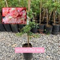 ราคา ต้นมะนาวคาเวียร์ มะนาวคาเวียร์ เลือกสีได้ กิ่งตอน ให้ผลเร็ว รวมต้นมะนาวคาเวียร์ ทุกสี รับประกันสินค้า (24730736103)