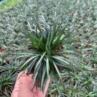 ราคา ต้น หนวดปลาดุก หนวดปลาดุก สั่งเยอะทักแชทมีราคาส่ง จัดสวน (12549743721)