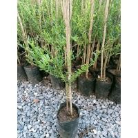 ราคา ต้นมะนาวคาเวียร์ 4 สี มะนาวนิ้วมือ เสียบยอด ม่วงแดง ไบร่อนซัน ม่วง คาเวียร์โรส ชมพู พิ้งเพิล เหลือง เยลโล่ มะนาวเนื้อเป็นเม็ด ๆ คล้ายถุงน้ำ หรือไข่ปลาชื่อดัง (18075358814)