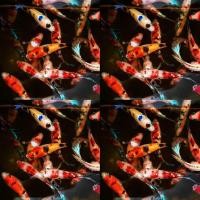 ราคา ปลากัดนีโม่ โค่ย แคนดี้ มัลติคัลเลอร์ เพศเมีย (24507475120)