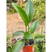 ราคา ว่านรวยล้นฟ้า 1กระถาง ต้นรวยล้นฟ้า ว่านมหารวย ไม้มงคล เสริมโชคลาภ วาสนา (18182188530)