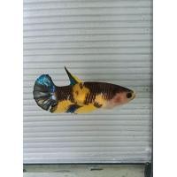 ราคา ปลากัดแฟนซี เกรด AAA ปลากัดสวยงาม Betta Fish ตัวผู้ ตัวเมีย สีสดใส มีประกัน พร้อมส่ง (25022063579)