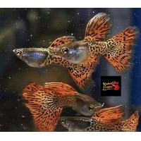ราคา อาหารปลาหางนกยุงเมทัลเลทเรทเกรดA คู่ผู้เมีย metal snakski red lace guppy สายท้อปวิว หูช้าง ฟูเรท อาหารปลา koiguppy ส่งไวใน24ชั่วโมง (24636746623)