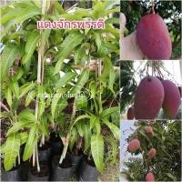 ราคา ต้นมะม่วงแดงจักรพรรดิ พันธุ์แท้ กิ่งทาบ70cm (3796736926)