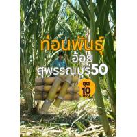 ราคา ท่อนพันธุ์อ้อย อ้อยคั้นน้ำ อ้อยสุพรรณบุรี50 ชุด10ท่อน20ข้อตา (20529868576)