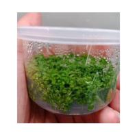 ราคา หวีดจิ๋ว ไม้เนื้อเยื่อ ไม้หน้าตู้ไม้พื้นคลุมหน้าดิน (24418498956)