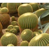 ราคา เมล็ดพันธุ์ ถังทอง Echinocactus grusonii 50 100 เมล็ด กระบองเพชร แคคตัส Cactus (10441812823)