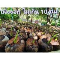ราคา พันธุ์มะพร้าวน้ำหอม มะพร้าวน้ำหอม มะพร้าว ต้นเตี้ยแท้บ้านแพ้ว ขั้นต่ำ2ต้น ลูกดกก้นจีบ คัดไซส์ ไม่ปน หอมหวาน รากหอมใบเตย สวยตรงปก (15271143038)