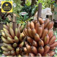 ราคา กล้วยนาคแดง หน่อกล้วยนาคแดง (16216231667)