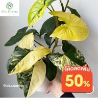 ราคา เงินไหลมาด่างเหลือง Syngonium aurea เลือกต้นได้ ไม้สะสม หายาก ใบด่างสวย ไม้ด่าง ส่งพร้อมกระถาง 4 นิ้ว (17269017910)