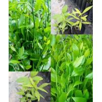 ราคา ต้นกล้าผักหวานป่าหวานดง ยอดเขียว ชุดละ 3 ต้น ปลูกง่าย โตไว ปลูกได้ทุกพื้นที่ (23354912947)