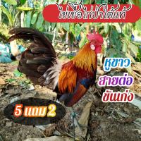 ราคา ไข่เชื่อไก่ป่าใต้หูขาว สายต่อ 5 ฟอง แถม 2 (24158842488)
