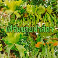 ราคา เฟิร์นชายผ้าสีดา ขนาด20 20ซม ขึ้นไป (24660384968)