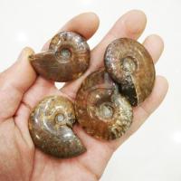 ราคา MAKE UPSTORE8RE5หินอัญมณีสำหรับสะสมในบ้านขนาด25 30มม สามารถบำบัดพลอยด้านตัวอย่างหินจากมาดากัสการ์ฟอสซิลสีรุ้งธรรมชาติแอมโมไนต์ (23994256923)