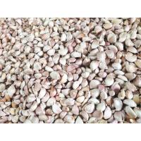 ราคา กระเทียมจีนแกะกลีบ แพ็ค1กิโลกรัม และขนาดอื่นๆ กลีบสวยแกะมือใหม่ๆ ไม่ช้ำค่ะ ทางร้านคัดให้อย่างดีก่อนส่งค่ะ (23858248575)