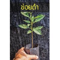 ราคา 2ต้นงามๆ ต้นข่อยดำ ข่อยดำ ต้นพร้อมปลูก รากเต็มถุง ไซด์สวยกำลังดี (7917776739)
