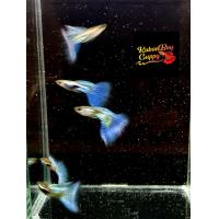 ราคา อาหารปลาหางนกยุงบลูเทล เกรดA คู่ผู้เมีย albino blue tail guppy สายท้อปวิว ฟูโกล dumbo red tail guppy full red อาหารปลา koiguppy ส่งไวใน24ชั่วโมง ส่งด่วน (24758713680)