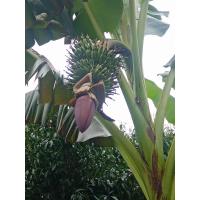 ราคา กล้วย ไข่ เกษตรศาสตร์ 2 ชุด4 หน่อ ตัด ยอด 40 ซม (15458156840)