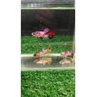 ราคา ปลากัดนีโม่กาแล็คซี่ เพศผู้ เมีย พร้อมรัด มีประกันการขนส่งปลา (24842666872)