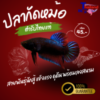 ราคา ปลากัดหม้อ (24751321667)