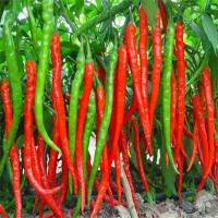 ราคา เมล็ดพันธุ์ พริกโจลอง พริกยาว เมล็ดพริก เมล็ดพริกยาวจีน เมล็ดนำเข้า พันธุ์แท้ 100 (22543255505)