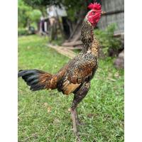 ราคา ไข่เชื้อพม่าเยียร์100 สายเลือด ส มีสุวรรณ เป็นไก่สไตล์ม้าล่อเหลี่ยมลีลาตามสไตล์ ส มีสุวรรณ (22967271308)