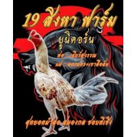 ราคา ไข่ไก่ชน ลูกชายเยียร์สุวรรณ แชมป์ 16 ล้าน 5 แสน สุดยอดพม่าชนเชิง รับประกันเชื้อ (17932314572)