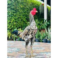 ราคา ไข่เชื้อ พม่าเยียร์ร้อยสายเลือด ส มีสุวรรณ เป็นไก่สไตล์ม้าล่อพม่ารำวงเป็นไก่เหลี่ยมแข้งหน้า (22235032455)