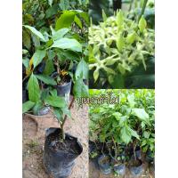 ราคา ต้นบุหงารำไป พร้อมส่งรับประกันชำรุด (22385886622)