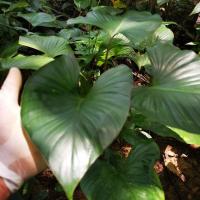 ราคา ว่าน เสน่ห์จันทร์ดำโบราณ เสน่ห์จันทร์เขียวโบราณ จัดส่งแบบตัดใบล้างราก (9283694254)