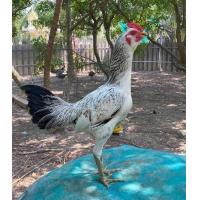 ราคา ใครเชื้อพม่าเยียร์ขาวสายเลือดร้อยไก่เหลี่ยมลีลาแข้งหน้าสายเลือดม้าล่อสมีสุวรรณ (21593205483)