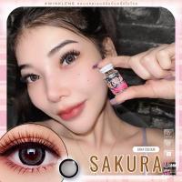 ราคา คอนแทคเลนส์นำเข้าเกาหลี ขนาดตาโต Sakura Gray Brown Black Winkwow (24050365597)