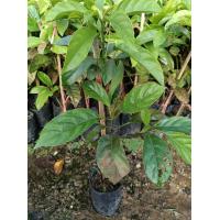 ราคา ต้นมะไฟหวานเหรียญทอง กิ่งตอน ต้นสูง 50 ถึง 60 เซนติเมตรต้นแข็งแรง ปลูก 2 3ปีติดผล ต้นละ 100 บาท (25023122785)