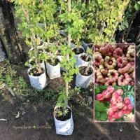 ราคา ต้นมะขามเทศ พันธุ์สีชมพู กิ่งตอน รับประกันปลูก1ปีติดลูก มะขามเทศ ขายราคาถูก (24802217037)
